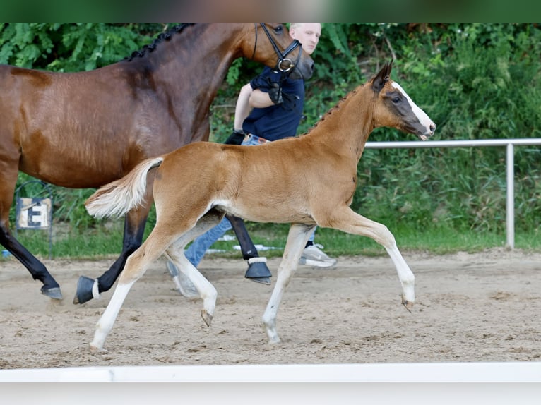 Duitse rijpony Hengst Veulen (04/2026) Donkere-vos in Eydelstedt