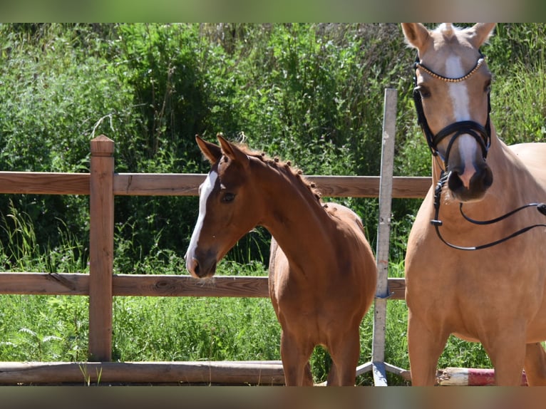 Duitse rijpony Hengst Veulen (02/2026) Donkere-vos in WegelebenWegeleben