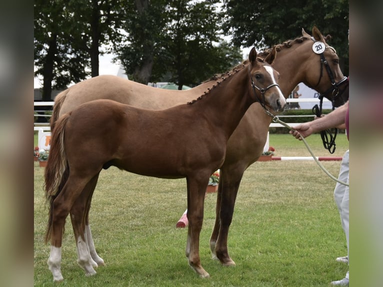 Duitse rijpony Hengst Veulen (02/2026) Donkere-vos in WegelebenWegeleben