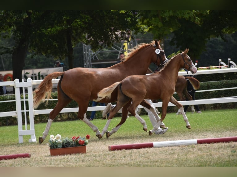 Duitse rijpony Hengst Veulen (02/2026) Donkere-vos in WegelebenWegeleben