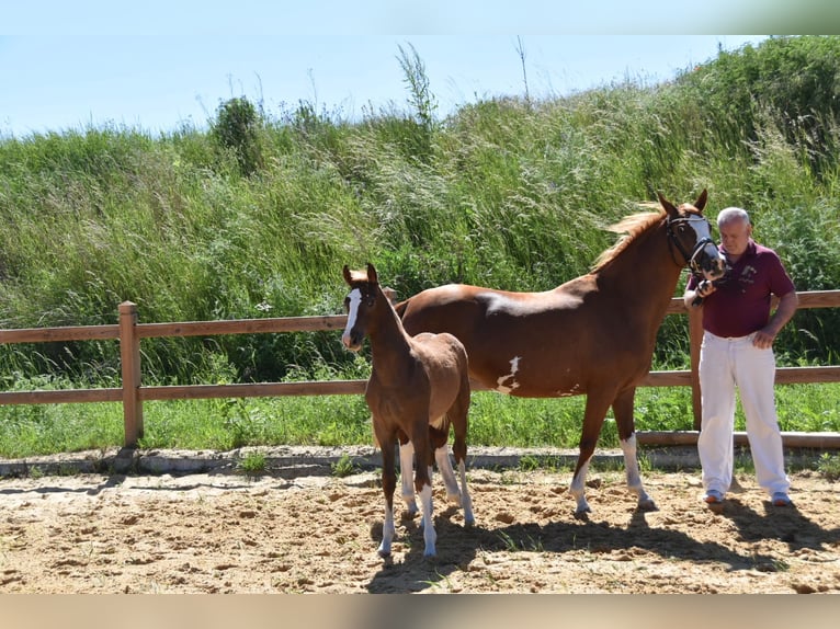 Duitse rijpony Hengst Veulen (02/2026) Donkere-vos in WegelebenWegeleben