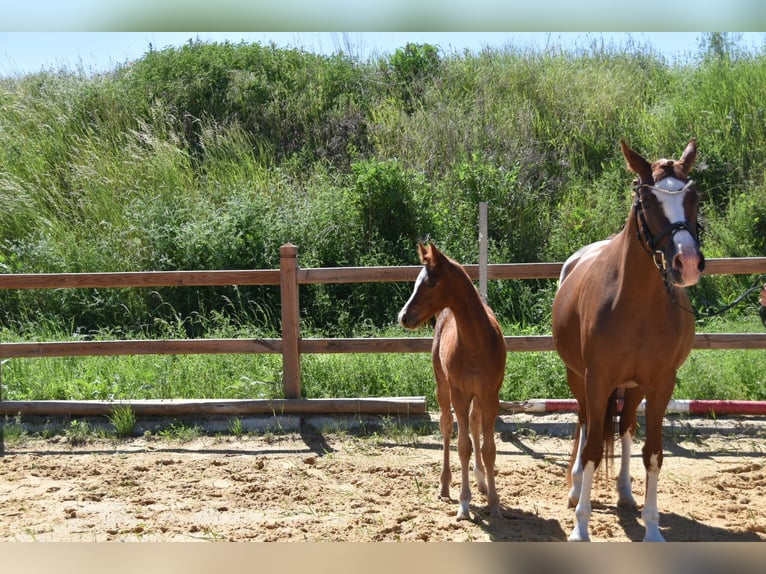 Duitse rijpony Hengst Veulen (02/2026) Donkere-vos in WegelebenWegeleben