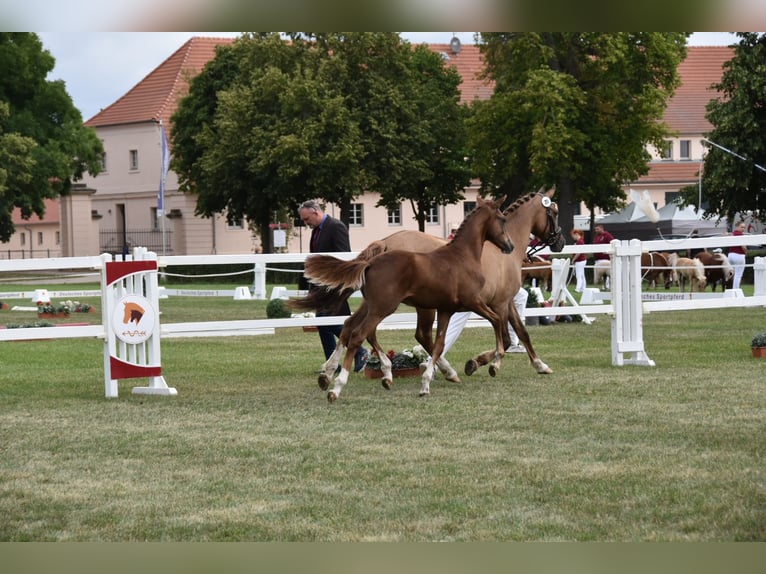 Duitse rijpony Hengst Veulen (02/2026) Donkere-vos in WegelebenWegeleben