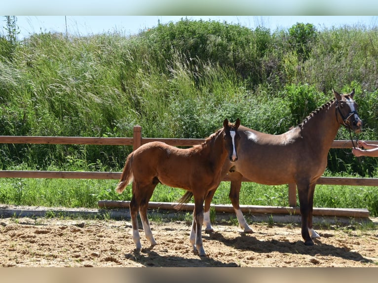 Duitse rijpony Hengst Veulen (02/2026) Donkere-vos in WegelebenWegeleben