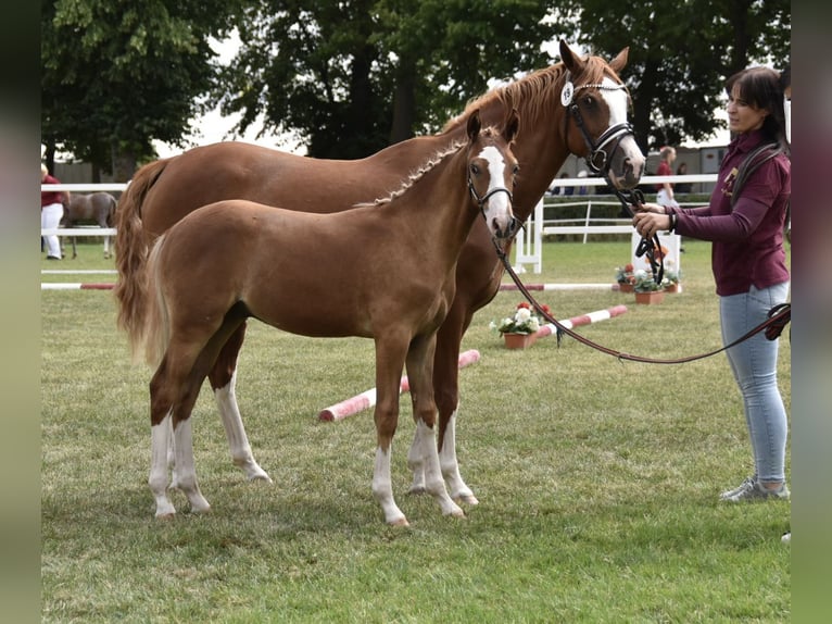 Duitse rijpony Hengst Veulen (02/2026) Donkere-vos in WegelebenWegeleben