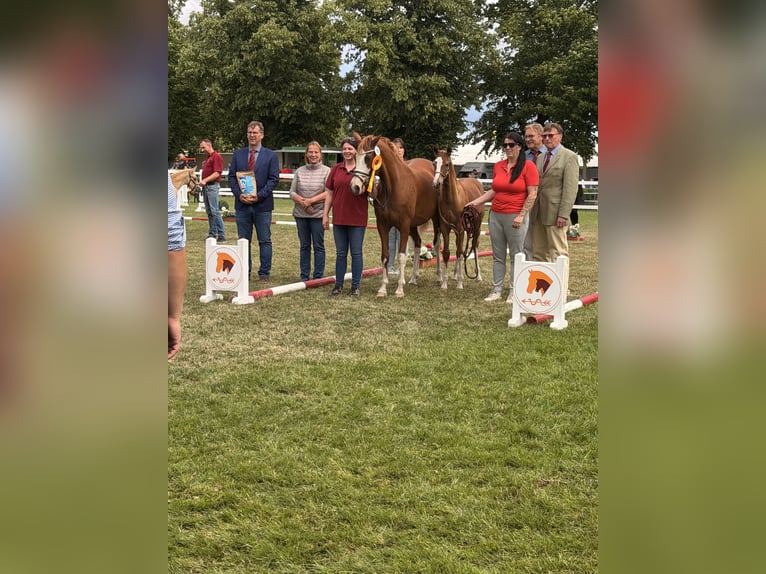 Duitse rijpony Hengst Veulen (02/2026) Donkere-vos in WegelebenWegeleben