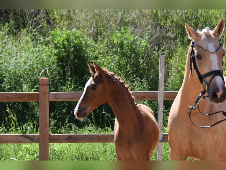 Duitse rijpony Hengst Veulen (02/2026) Donkere-vos in WegelebenWegeleben