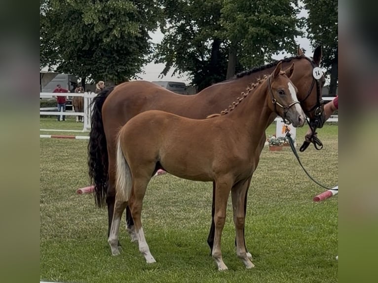 Duitse rijpony Hengst Veulen (02/2026) Donkere-vos in WegelebenWegeleben
