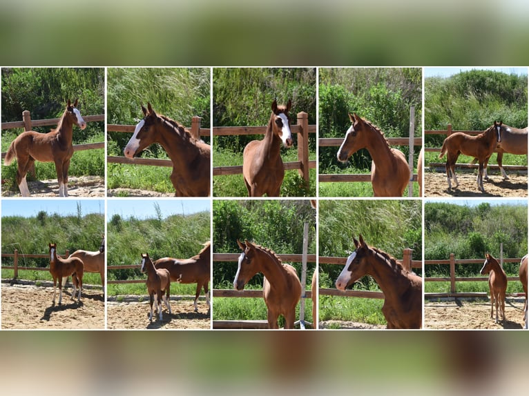 Duitse rijpony Hengst Veulen (02/2026) Donkere-vos in WegelebenWegeleben