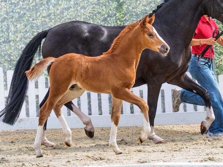 Duitse rijpony Hengst Veulen (05/2026) Donkere-vos in Mnster-Handorf