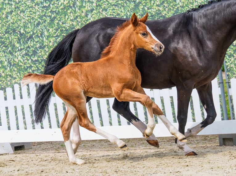 Duitse rijpony Hengst Veulen (05/2026) Donkere-vos in Mnster-Handorf