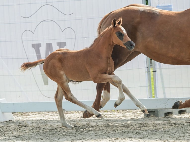 Duitse rijpony Hengst veulen (04/2024) Donkere-vos in Münster-Handorf