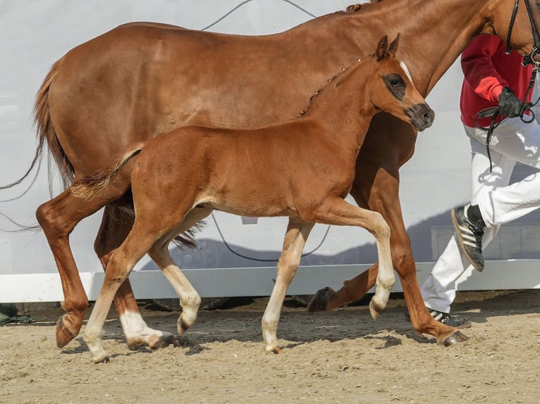 Duitse rijpony Hengst veulen (04/2024) Donkere-vos in Münster-Handorf