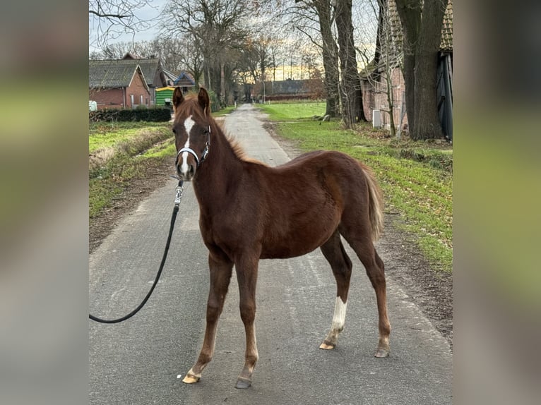 Duitse rijpony Hengst veulen (05/2024) Donkere-vos in Neuenkirchen-Vörden