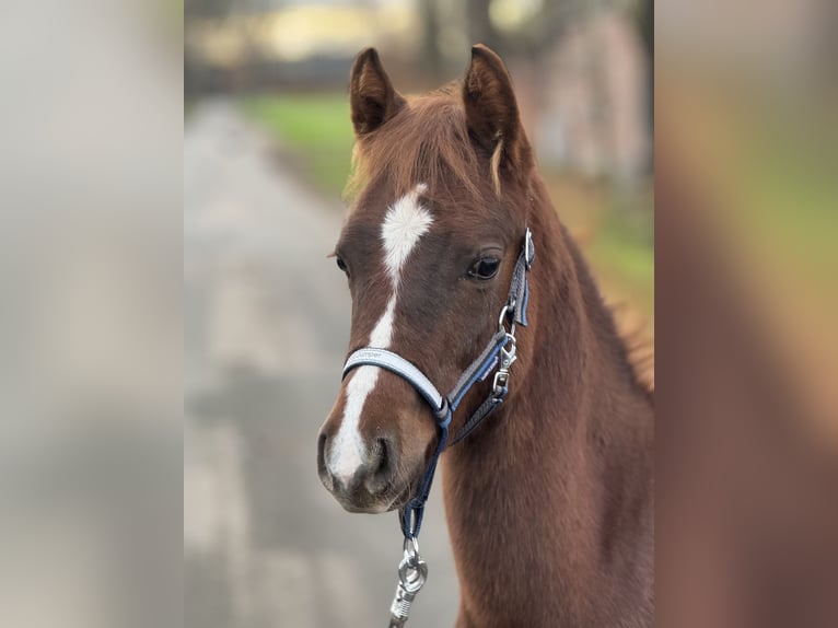 Duitse rijpony Hengst veulen (05/2024) Donkere-vos in Neuenkirchen-Vörden