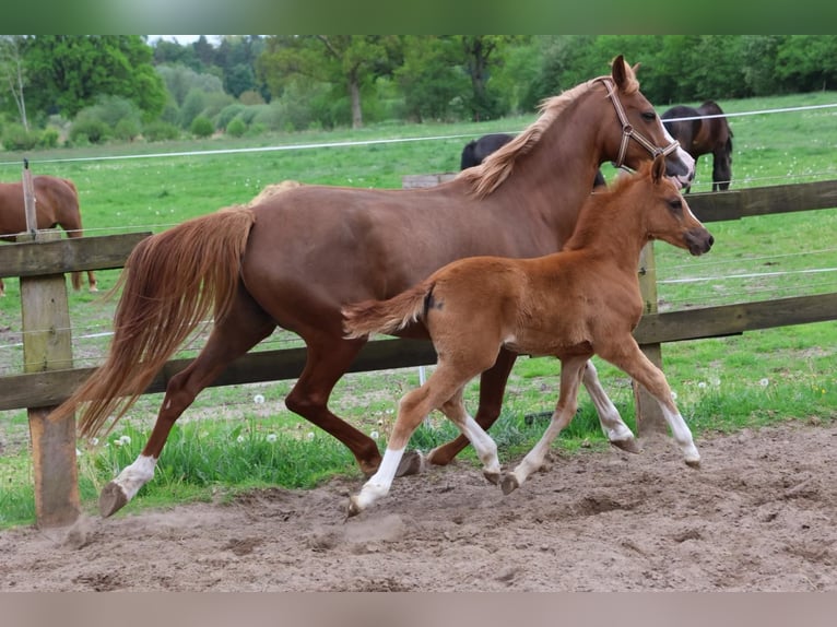 Duitse rijpony Hengst Veulen (03/2026) Donkere-vos in Roseburg