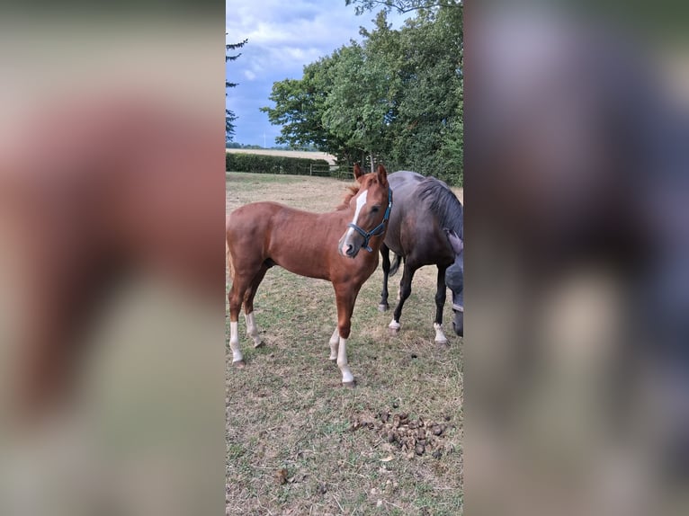 Duitse rijpony Hengst Veulen (04/2026) Donkere-vos in Ahlen