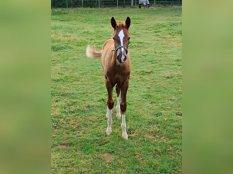 Duitse rijpony Hengst Veulen (04/2026) Donkere-vos in Ahlen
