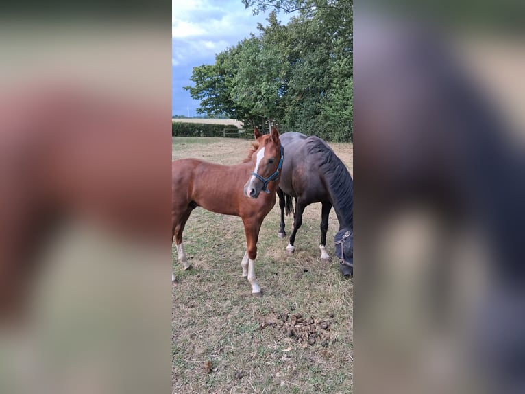 Duitse rijpony Hengst Veulen (04/2026) Donkere-vos in Ahlen