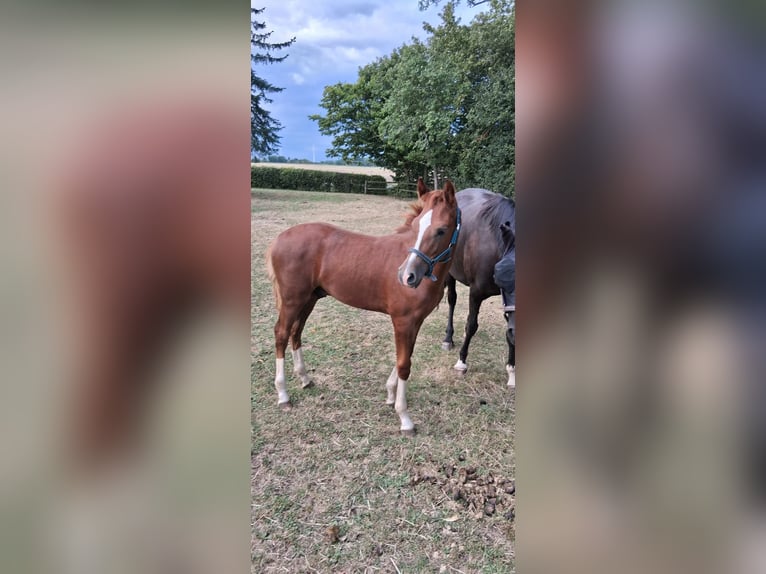 Duitse rijpony Hengst Veulen (04/2026) Donkere-vos in Ahlen