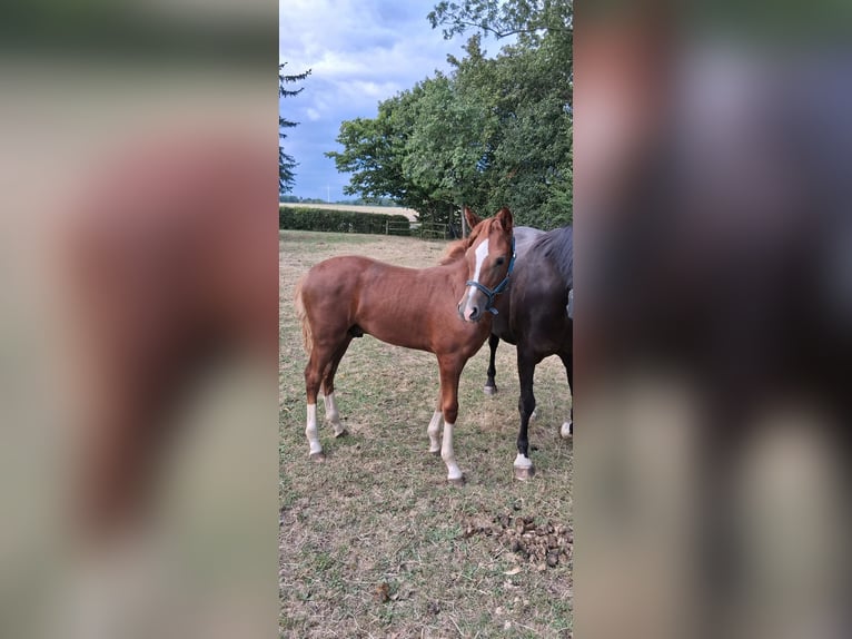 Duitse rijpony Hengst Veulen (04/2026) Donkere-vos in Ahlen