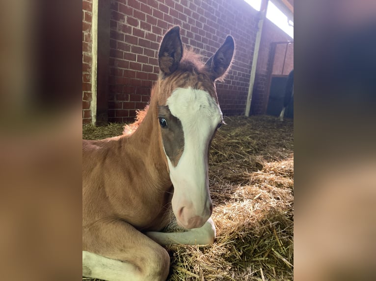 Duitse rijpony Hengst Veulen (05/2026) Donkere-vos in Warendorf