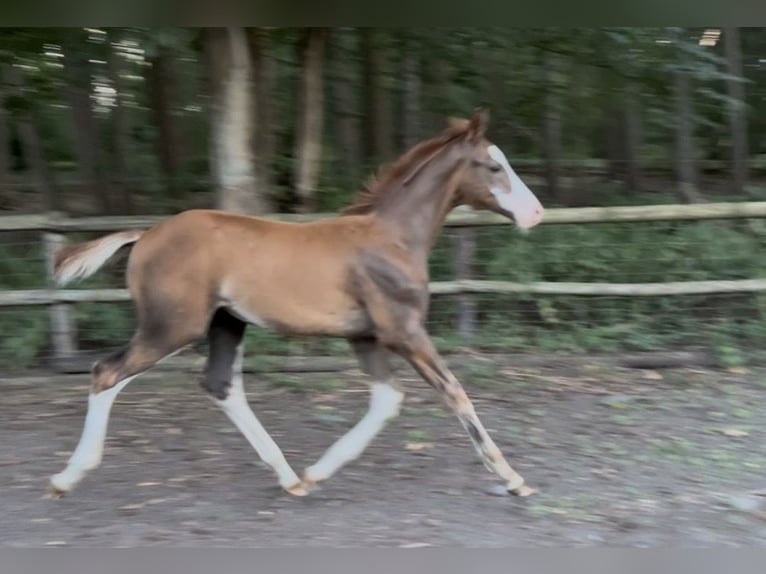 Duitse rijpony Hengst Veulen (05/2026) Donkere-vos in Warendorf