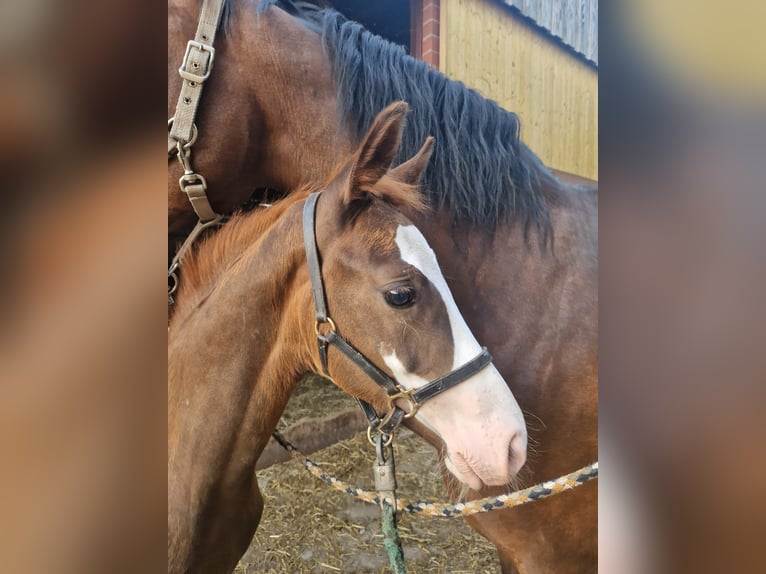 Duitse rijpony Hengst Veulen (05/2026) Donkere-vos in Warendorf