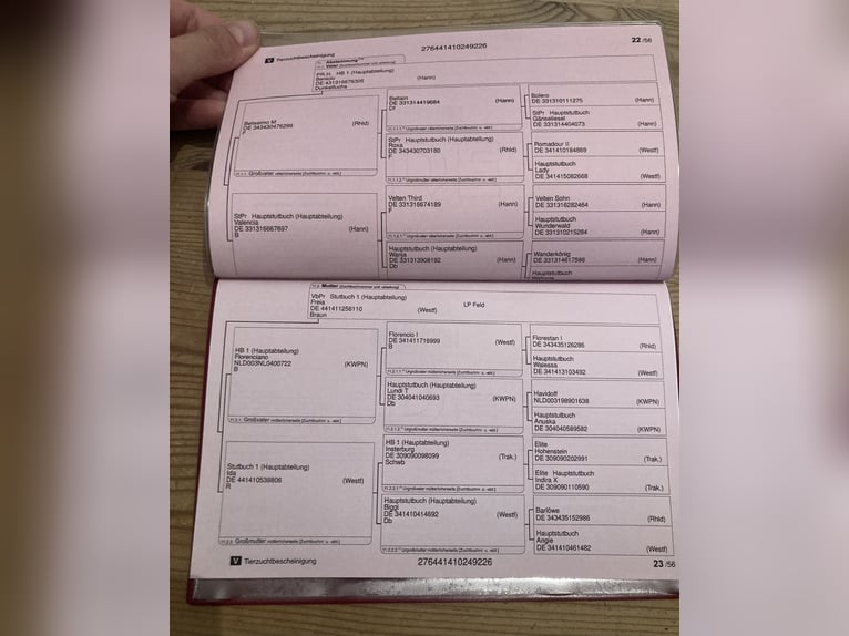 Duitse rijpony Hengst Veulen (05/2026) Donkere-vos in Warendorf