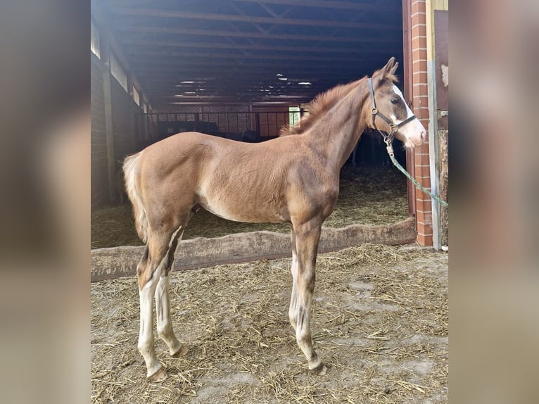 Duitse rijpony Hengst Veulen (05/2026) Donkere-vos in Warendorf