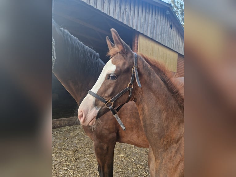 Duitse rijpony Hengst Veulen (05/2026) Donkere-vos in Warendorf