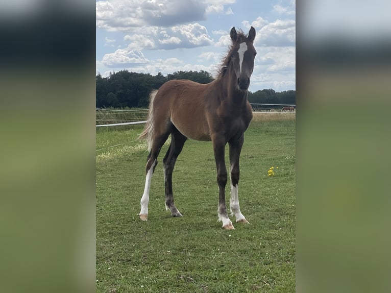 Duitse rijpony Hengst Veulen (03/2025) Donkere-vos in Alpen