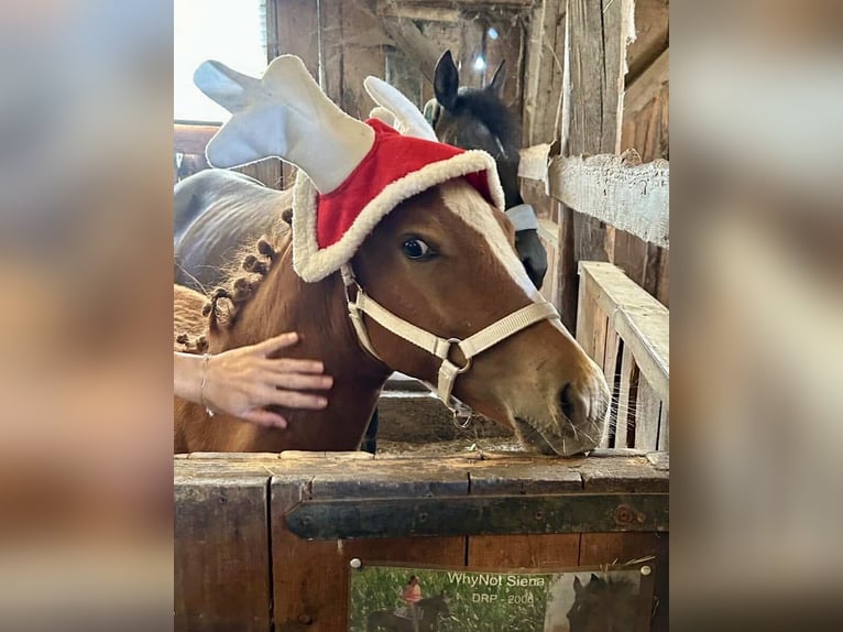 Duitse rijpony Hengst  in Adlkofen