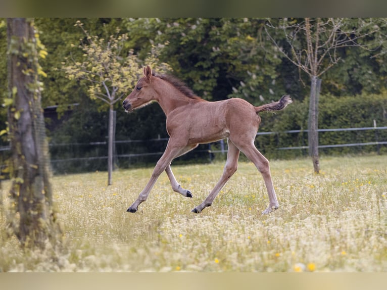 Duitse rijpony Hengst Veulen (05/2026)  in Dorsten