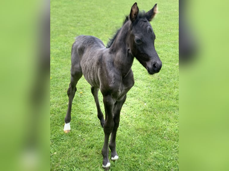 Duitse rijpony Hengst Veulen (05/2026)  in DörpenKluse