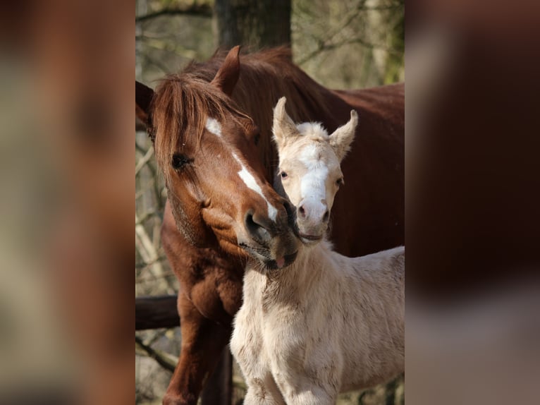 Duitse rijpony Hengst Veulen (03/2026)  in Göttingen