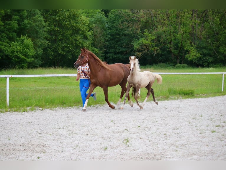Duitse rijpony Hengst Veulen (03/2026)  in Göttingen