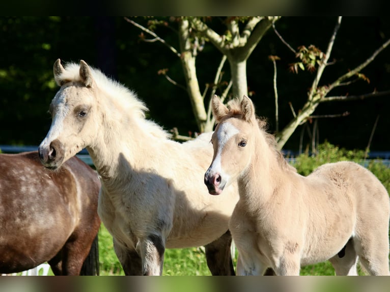 Duitse rijpony Hengst Veulen (03/2026)  in Göttingen