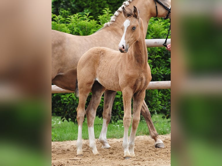 Duitse rijpony Hengst Veulen (03/2026)  in Drebber
