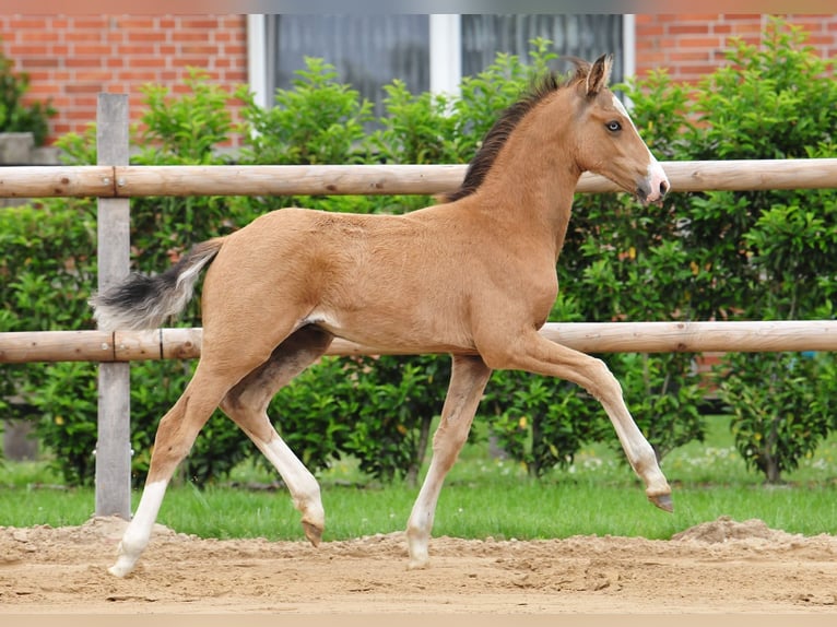 Duitse rijpony Hengst Veulen (03/2026)  in Drebber