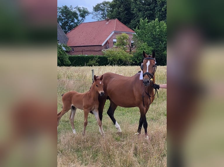 Duitse rijpony Hengst veulen (06/2024) in Spelle