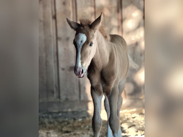 Duitse rijpony Hengst Veulen (05/2026)  in Zangberg