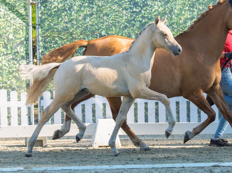 Duitse rijpony Hengst Veulen (05/2026) Dunalino in Mnster-Handorf
