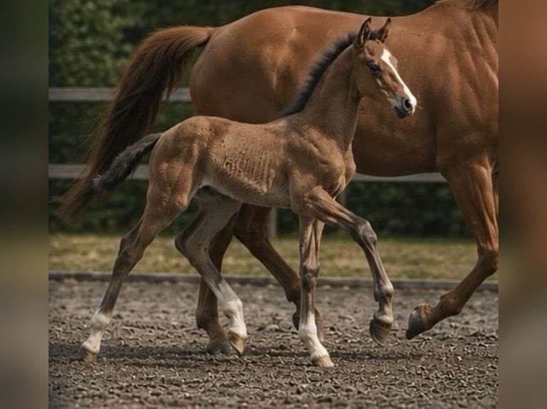 Duitse rijpony Hengst Veulen (03/2026) Falbe in Achim