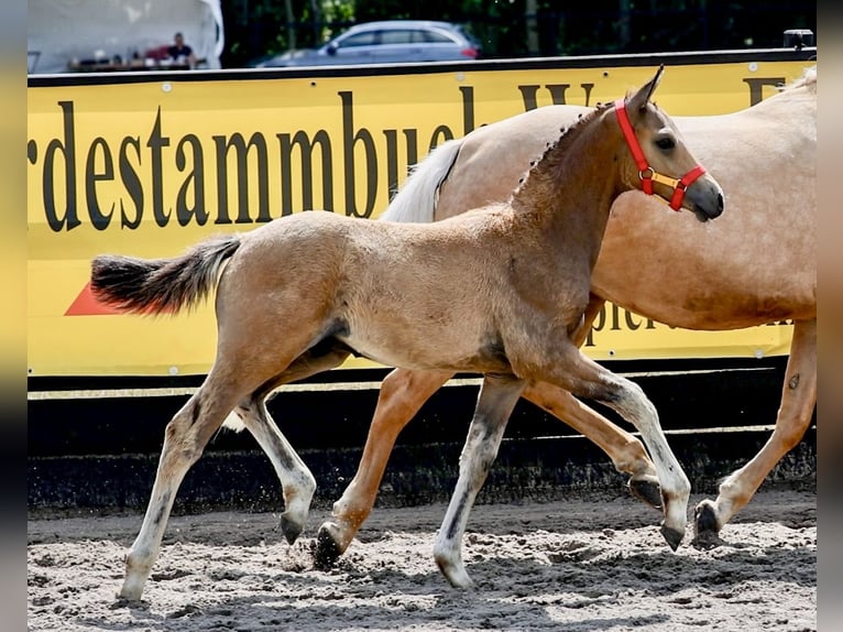 Duitse rijpony Hengst Veulen (04/2026) Falbe in Cappeln