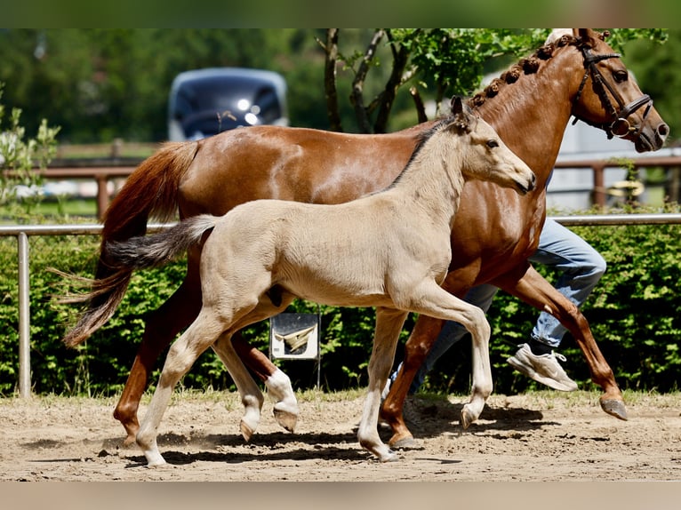 Duitse rijpony Hengst Veulen (04/2026) Falbe in Lingen (Ems)