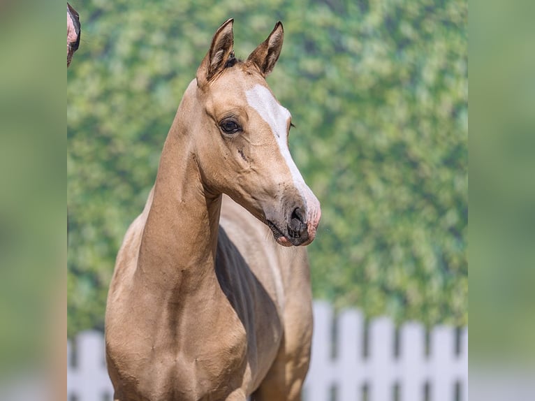 Duitse rijpony Hengst Veulen (06/2026) Falbe in Mnster-Handorf