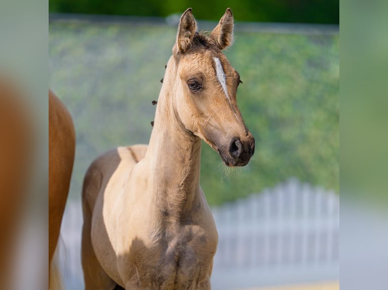 Duitse rijpony Hengst Veulen (04/2026) Falbe in Mnster-Handorf