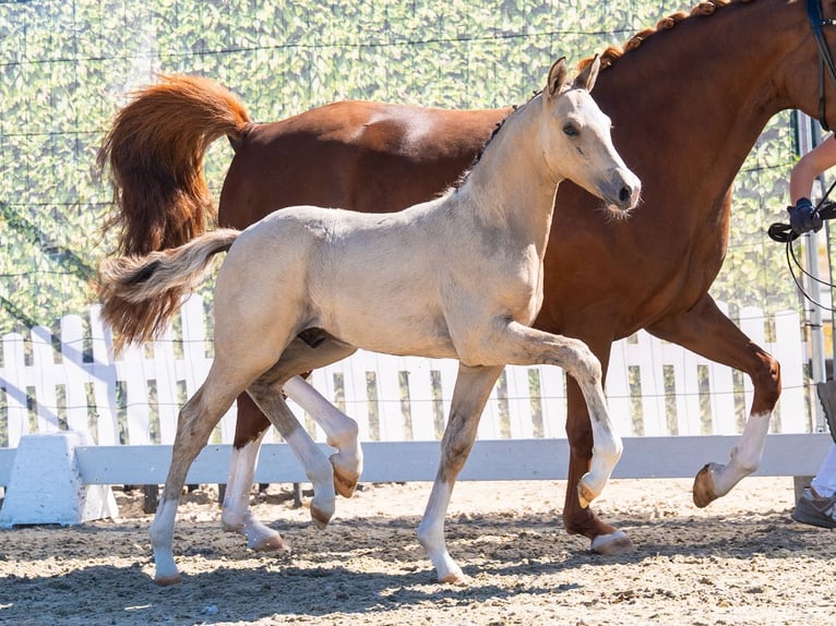 Duitse rijpony Hengst Veulen (06/2026) Falbe in Mnster-Handorf