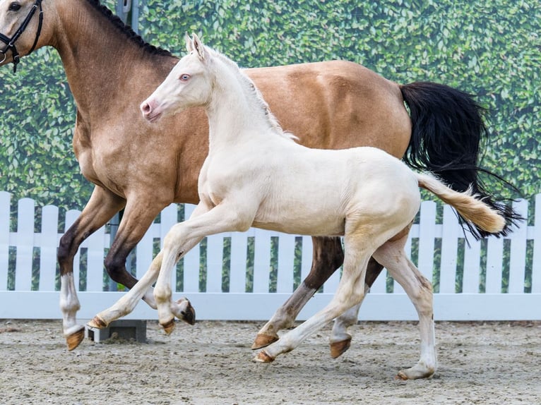 Duitse rijpony Hengst Veulen (04/2026) Falbe in Mnster-Handorf